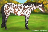Horse Color:Bay Appaloosa 