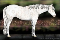Horse Color:Chocolate Palomino Pearl Sabino Appaloosa Rabicano  and Palomino Pearl Sabino Appaloosa Rabicano 