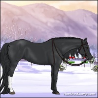 Horse Color:Black 
