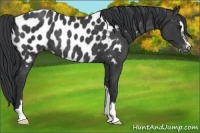 Horse Color:Black Sabino Appaloosa Rabicano 