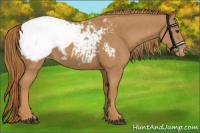 Horse Color:Chestnut Appaloosa 