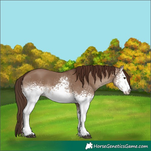 Horse Color:White Spotted Liver Red Dun