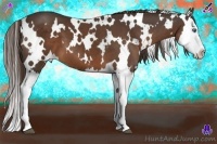 Horse Color:White Spotted Liver Chestnut Splash 