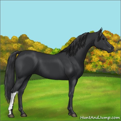 Horse Color:Black 