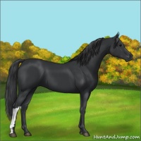 Horse Color:Black 