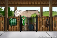 Horse Color:Brown Dun Appaloosa