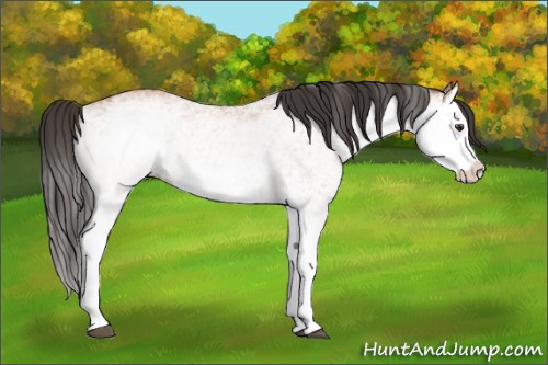 Horse Color:White Spotted Bay Splash  and White Spotted Bay Splash 