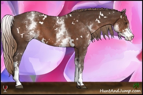 Horse Color:White Spotted Liver Chestnut 