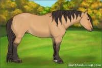 Horse Color:Buckskin Dun