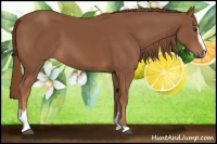 Horse Color:Chestnut Sabino
