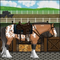 Horse Color:Bay Sabino Splash Appaloosa 