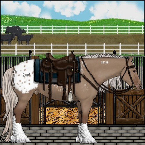 Horse Color:Silver Grullo Appaloosa 