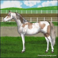 Horse Color:Liver Chestnut Pearl Sabino Appaloosa Rabicano  and Liver Chestnut Pearl Sabino Appaloosa Rabicano 