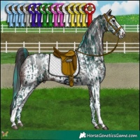 Horse Color:Watercolor Midnight Brown Splash Tobiano  and Brown Sabino Rabicano 