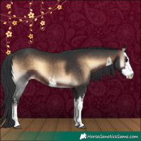 Horse Color:White Spotted Brown Onyx 