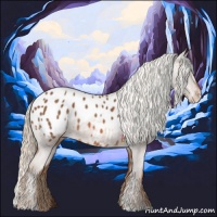 Horse Color:Chestnut Appaloosa 