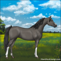 Horse Color:Grullo 