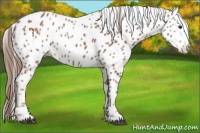 Horse Color:Chestnut Appaloosa 