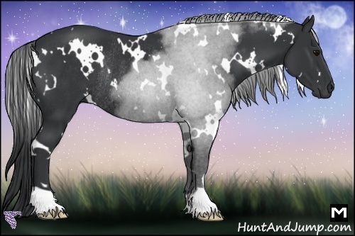 Horse Color:White Spotted Black Rabicano 