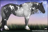 Horse Color:White Spotted Black Rabicano 