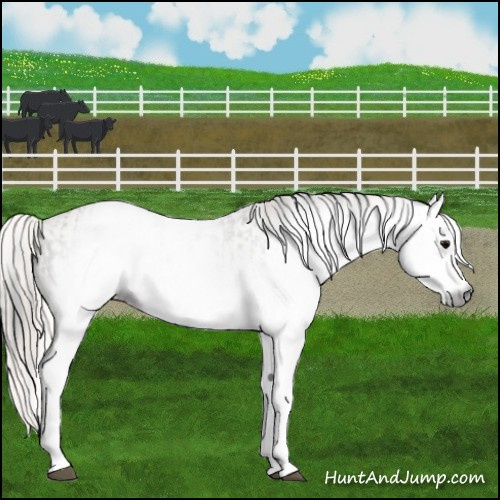 Horse Color:Gray White Spotted Grullo  and Gray White Spotted Red Dun 