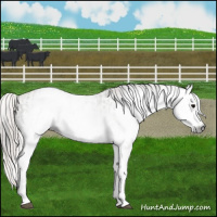 Horse Color:Gray White Spotted Grullo  and Gray White Spotted Red Dun 