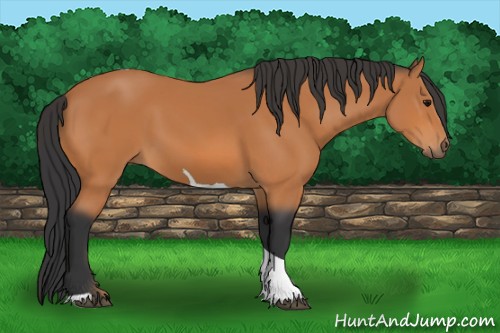 Horse Color:Bay Tobiano 