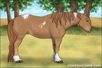 Horse Color:Chestnut Tobiano 