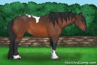 Horse Color:Bay Tobiano 
