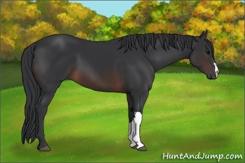 Horse Color:Brown 