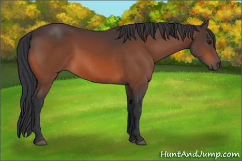 Horse Color:Bay 