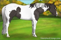 Horse Color:Smoky Black Tobiano