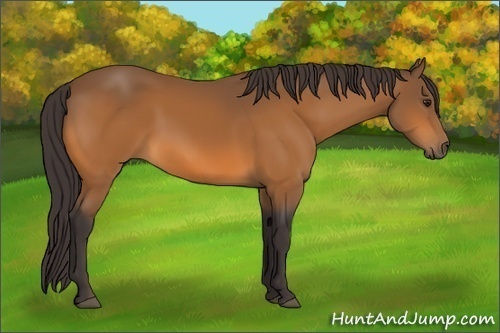 Horse Color:Buckskin 