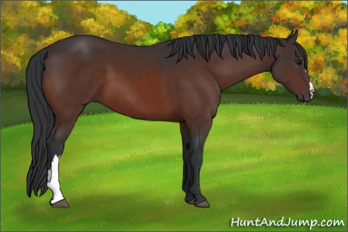 Horse Color:Brown 