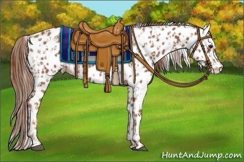 Horse Color:Chestnut Appaloosa and Chestnut Appaloosa