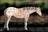 Horse Color:Bay Appaloosa  and White Spotted Bay Appaloosa 