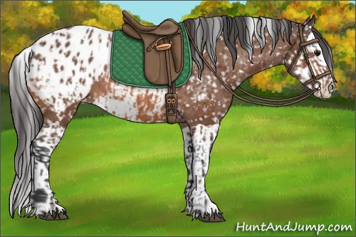 Horse Color:Bay Appaloosa  and Bay Splash Appaloosa 