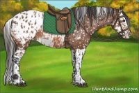 Horse Color:Bay Appaloosa  and Bay Splash Appaloosa 