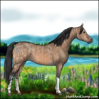 Horse Color:Brown Dun  and Brown Dun 
