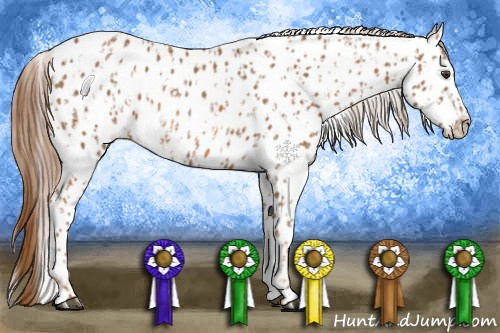 Horse Color:Chestnut Appaloosa  and Chestnut Appaloosa 