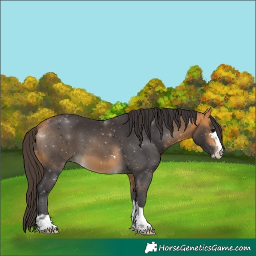 Horse Color:Buckskin 