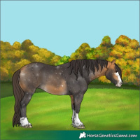 Horse Color:Buckskin