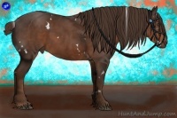 Horse Color:White Spotted Liver Chestnut 