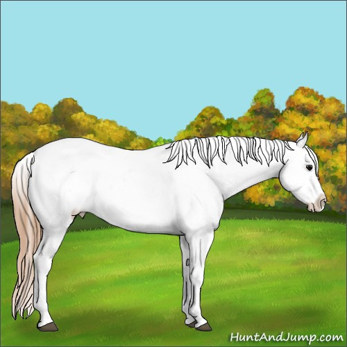 Horse Color:Black Ice Varnish Rabicano 