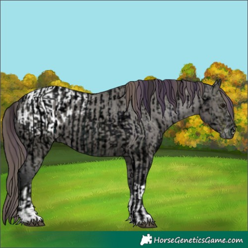 Horse Color:Void Plaid  Grullo Ice Roan Tobiano Appaloosa  and Grullo Tobiano Appaloosa 