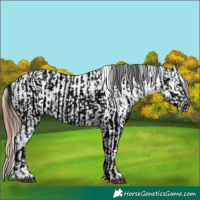 Horse Color:Void Plaid  Grullo Ice Roan Tobiano Appaloosa  and Grullo Tobiano Appaloosa 