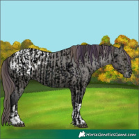 Horse Color:Void Plaid  Grullo Ice Roan Tobiano Appaloosa  and Grullo Tobiano Appaloosa 