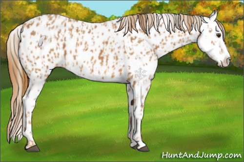 Horse Color:Chestnut Appaloosa  and Chestnut Splash Appaloosa 