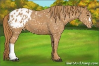 Horse Color:Chestnut Appaloosa and Chestnut Appaloosa