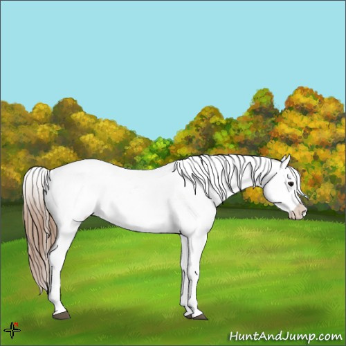 Horse Color:Bay Appaloosa  and Bay Appaloosa 